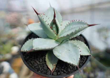 アガベ　ドラゴントゥース　Agave Dagontoes　No.2