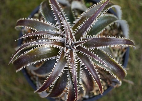Dyckia Marathon