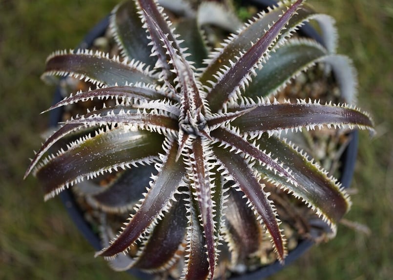 Dyckia Marathon | mana's farm:塊根植物・アガベ・ドライ