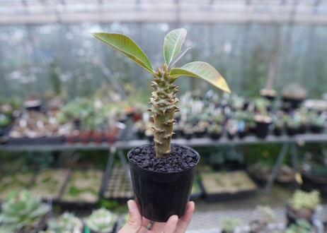 パキポディウム　バロニー　Pachypodium baronii  No.2
