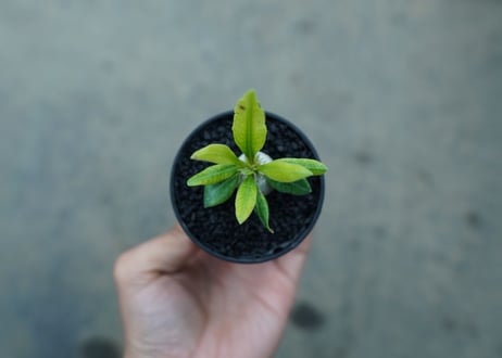 パキポディウム　恵比寿笑い　Pachypodium brevicaule　No.2