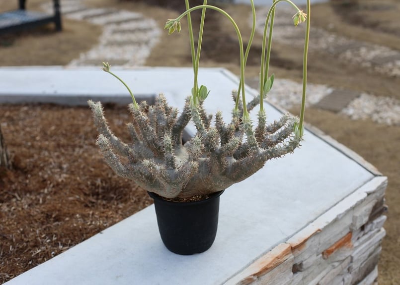 パキポディウム ホロンベンセ ビザールプランツ掲載株 | mana's farm