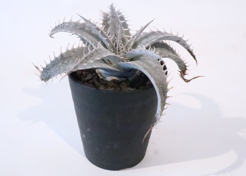 ディッキア ML × delicata GF F1 | mana's green:塊根植物販売 ディッキア ML × delicata GF F1 | mana's green:塊根植物販売