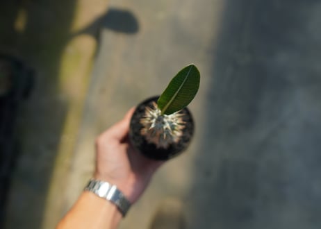 パキポディウム　伊藤ハイブリッド　Pachypodium 'Itoh Hybrid'  No.2