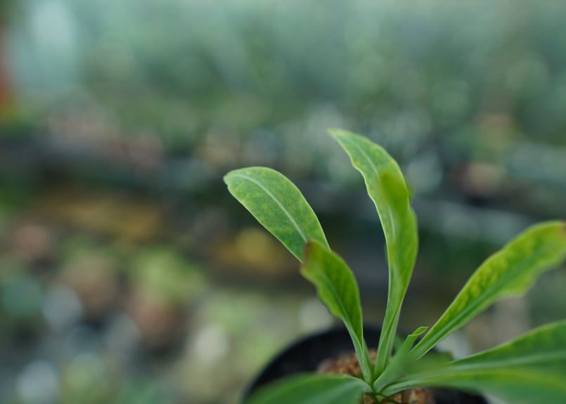 雌株】ユーフォルビア 鉄甲丸 Euphorbia bupleurifolia | mana