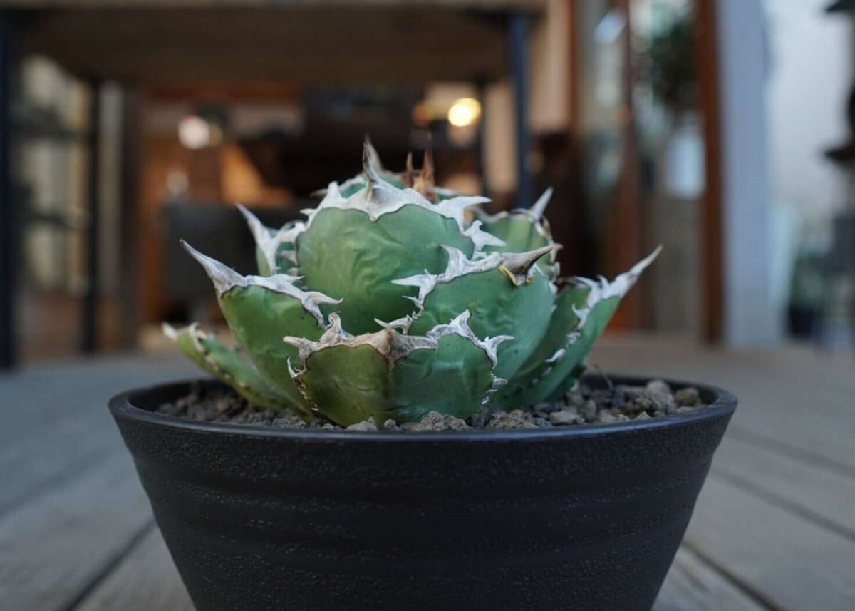 アガベ チタノタ FO76 agave titanota FO76 | mana 