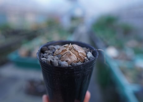亀甲竜　Dioscorea elephantipes　No.5