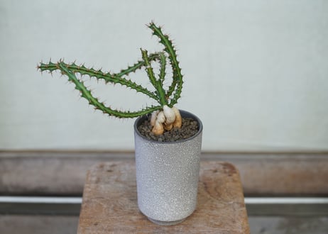 Euphorbia knuthii
