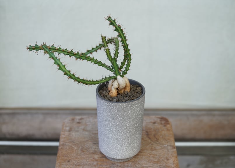 Euphorbia knuthii | mana's farm:塊根植物・アガベ・ドライガーデ