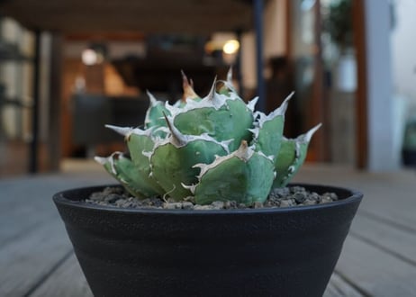 アガベ　チタノタ　FO76　agave titanota FO76