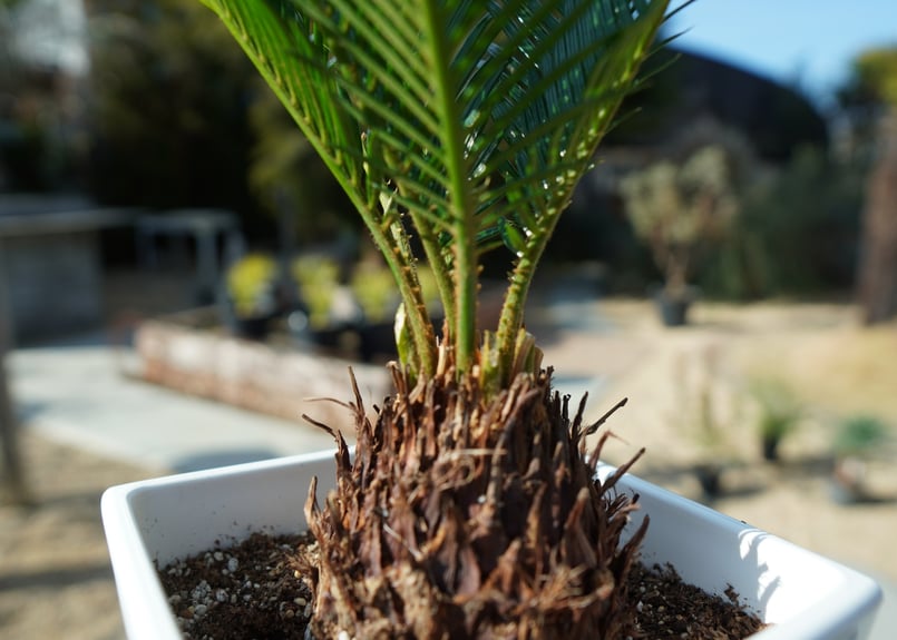 ソテツ No.2 | mana's farm:塊根植物・アガベ・ドライガーデン植物販売