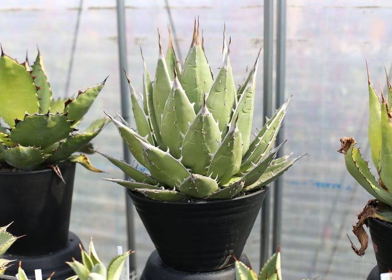 アガベ パープソラム | mana's farm:塊根植物・アガベ・ドライガーデン