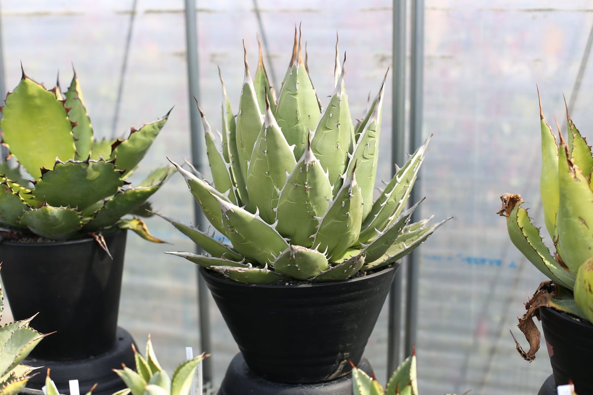 アガベ パープソラム | mana's farm:塊根植物・アガベ・ドライガーデン