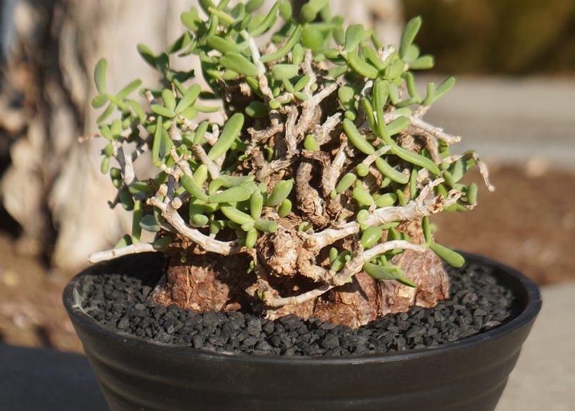 ケラリア ピグマエア | mana's farm:塊根植物・アガベ・ドライガーデン