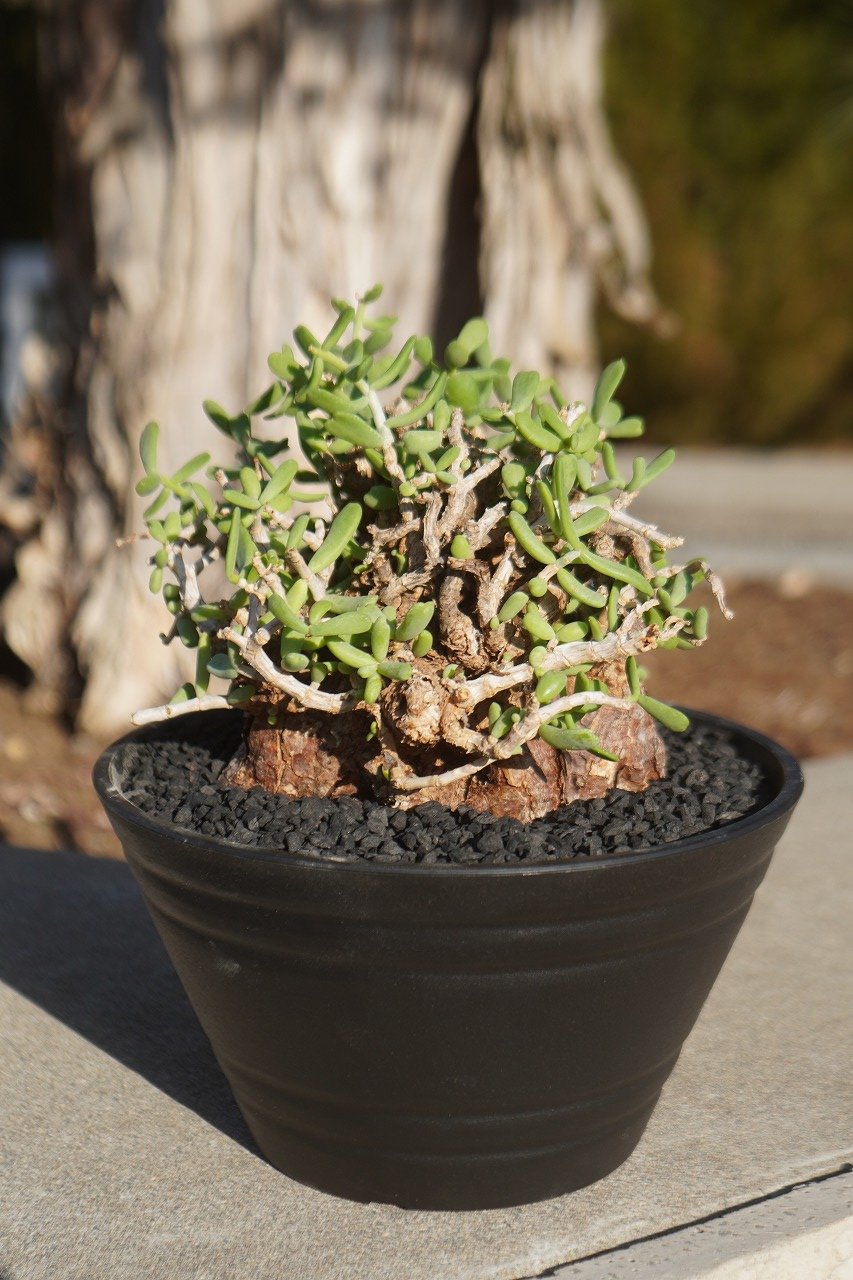 ケラリア ピグマエア | mana's farm:塊根植物・アガベ・ドライガーデン