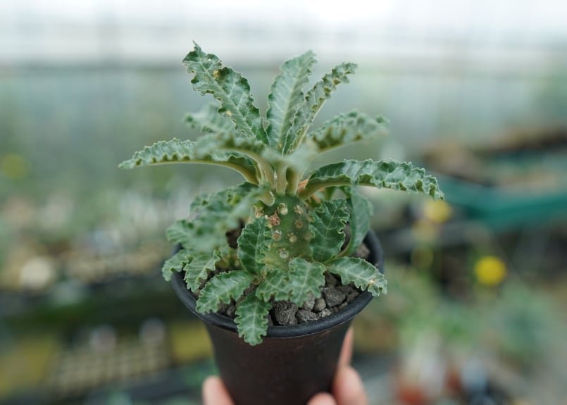 ドルステニア ラブラニー Dorstenia lavrani | mana's farm:塊根