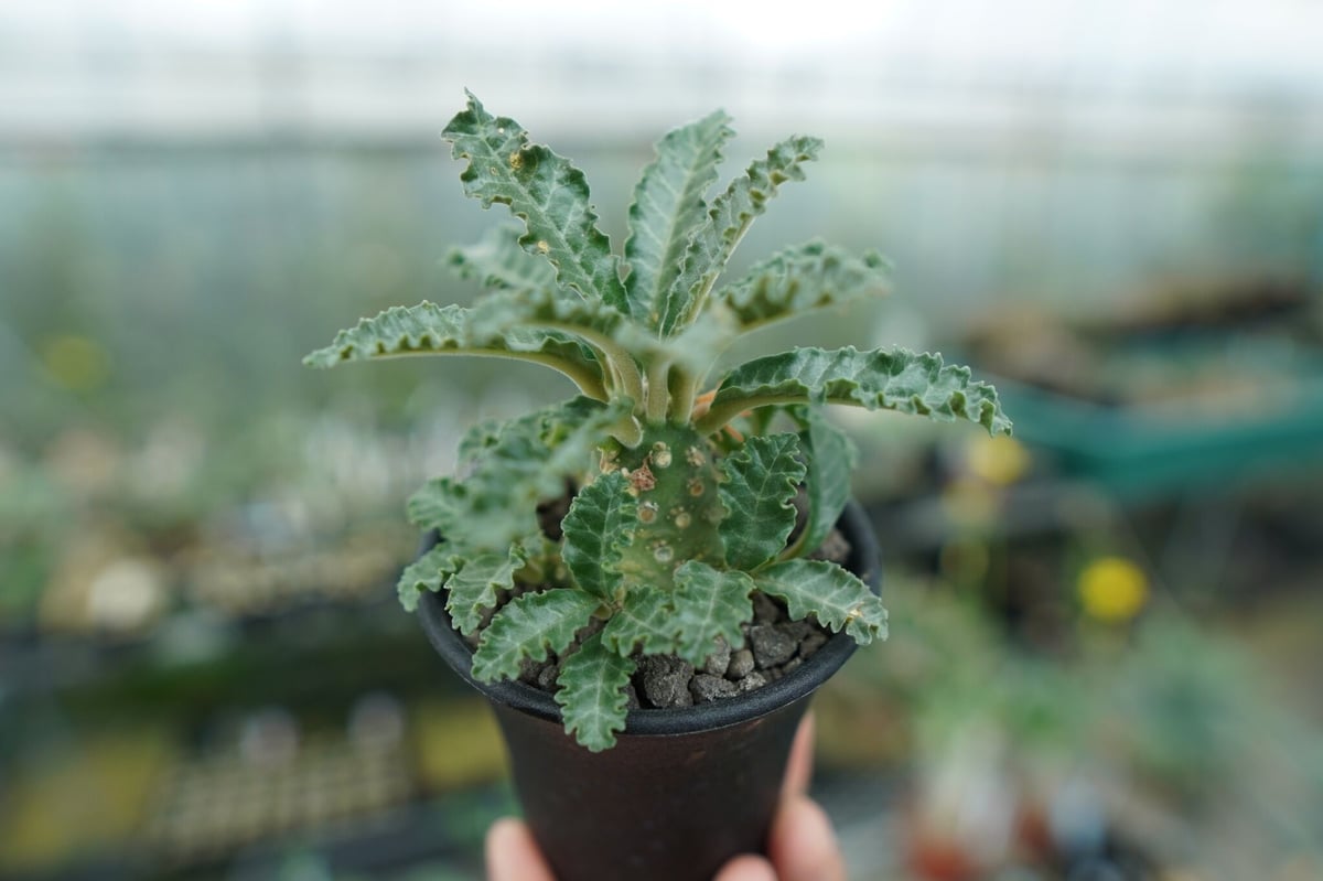 ドルステニア ラブラニー ドルステニア ラブラニー Dorstenia lavrani | mana's farm:塊根