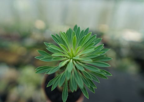 ユーフォルビア　ソテツキリン "パイナップルコーン"　Euphorbia sotetsukirin  No.9