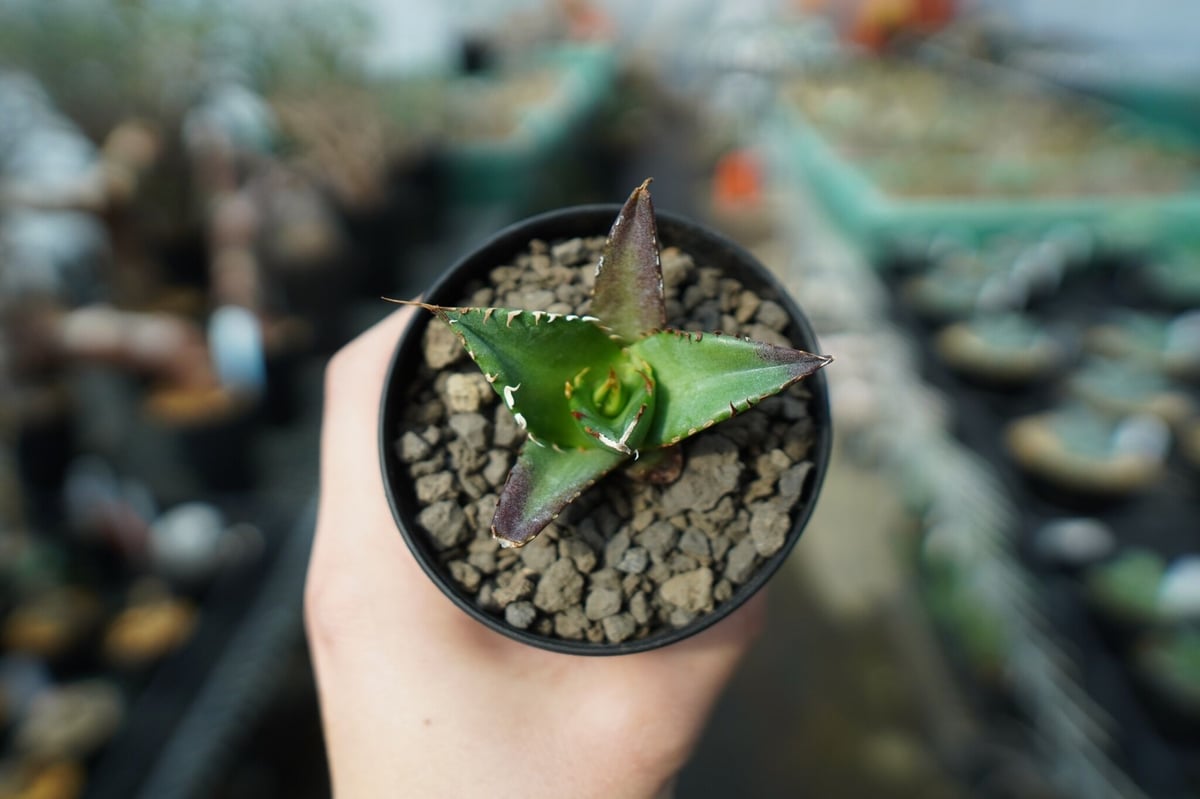 アガベ チタノタ ハデス② (Agave Titanota Hades)