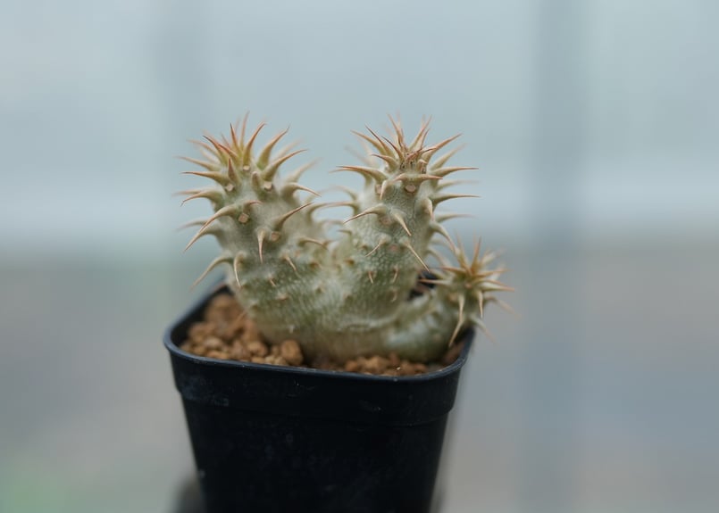 パキポディウム マカイエンセ 沖縄実生 No.1 [2026/02/12] | mana's