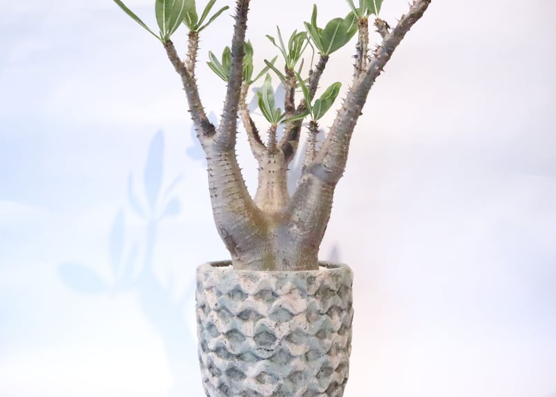 パキポディウムマカイエンセ　お得な2株 パキポディウムマカイエンセ お得な2株 パキポディウム・マカイエンセ