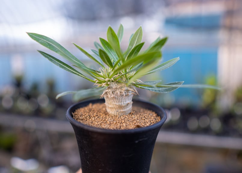 パキポディウム 恵比寿大黒 | mana's farm:塊根植物・アガベ・ドライ