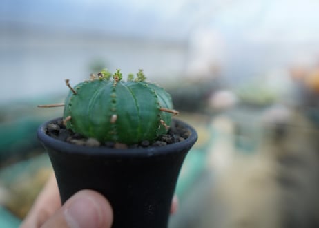 ユーフォルビア　メロフォルミス　Euphorbia meloformis　E5
