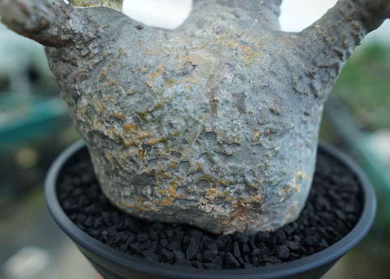 パキポディウム グラキリス Pachypodium Gracilius No.1 | ma