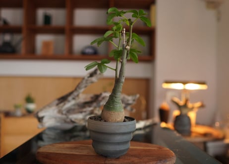 アデニア　グラウカ　Adenia glauca