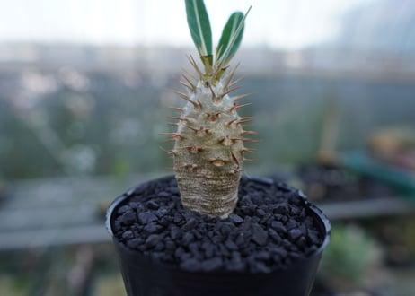 パキポディウム　カクチぺス　Pachypodium cactipes