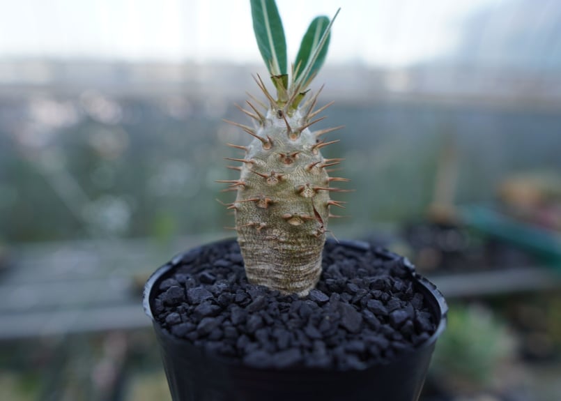 パキポディウム カクチぺス Pachypodium cactipes | mana's far
