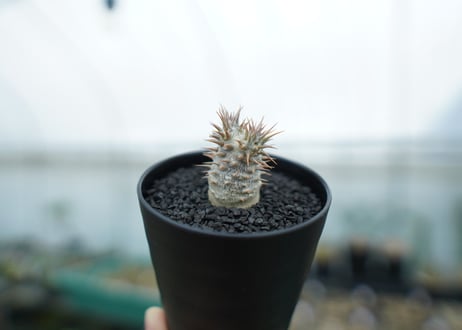 パキポディウム　カクチぺス　Pachypodium cactipes