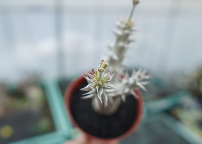 パキポディウム デンシフローラム Pachypodium densiflorum No.8 |