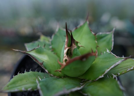 アガベ　チタノタ　Agave titanota　No.1