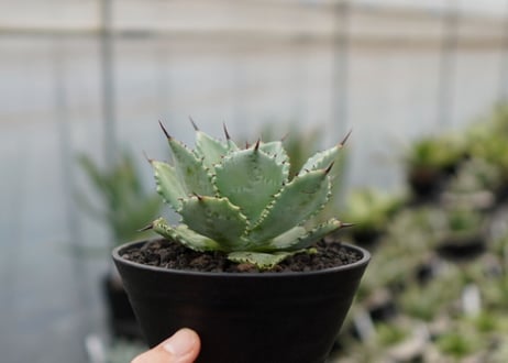 Agave potatorum×Isthmensis No.1