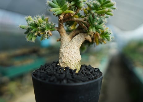 トリコディアデマ　デンサム　Trichodiadema densum  No.2