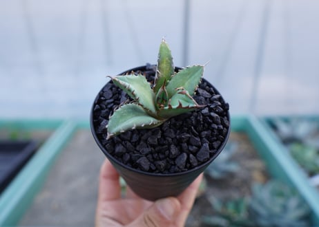 アガベ　チタノタ　姫厳竜　Agave titanota dwarf