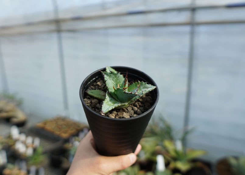 アガベ チタノタ ブルー agave titanota Blue No.2 | mana's