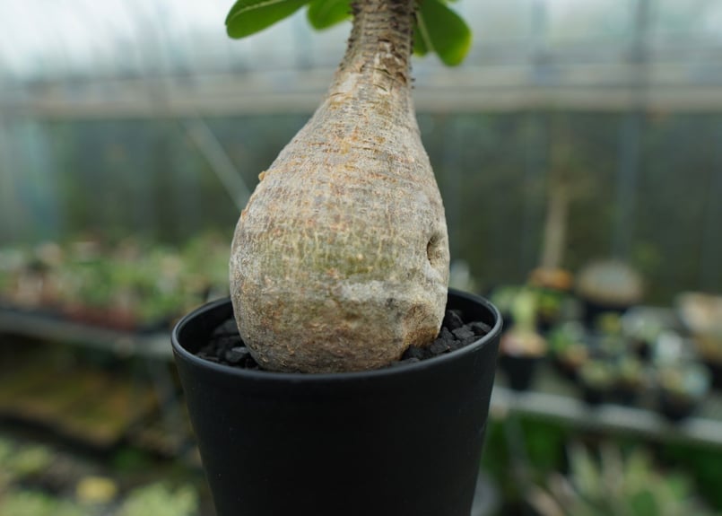 パキポディウム マカイエンセ Pachypodium makayense No.5 | man