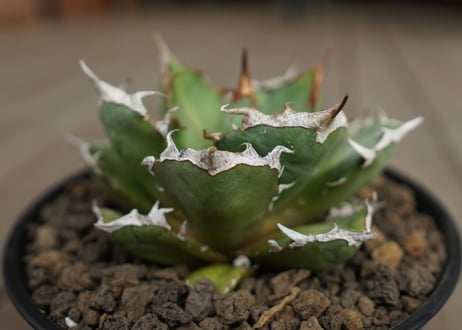 アガベ　チタノタ　鬼爪　雪峰 　Agave titanota “Onitsume Yukimine”
