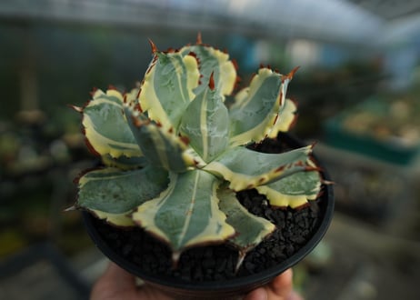 アガベ　兜蟹錦　連棘　Agave isthmensis “Kabutogani” variegata  No.4