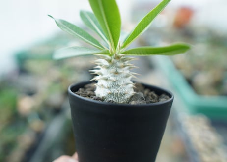 パキポディウム　デンシフローラム Pachypodium densiflorum