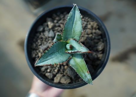 アガベ　チタノタ　ブルー　Agave titanota Blue 　NO.1