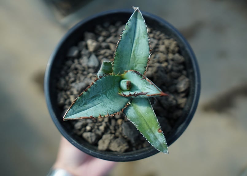 アガベ チタノタ ブルー Agave titanota Blue NO.1 | mana's