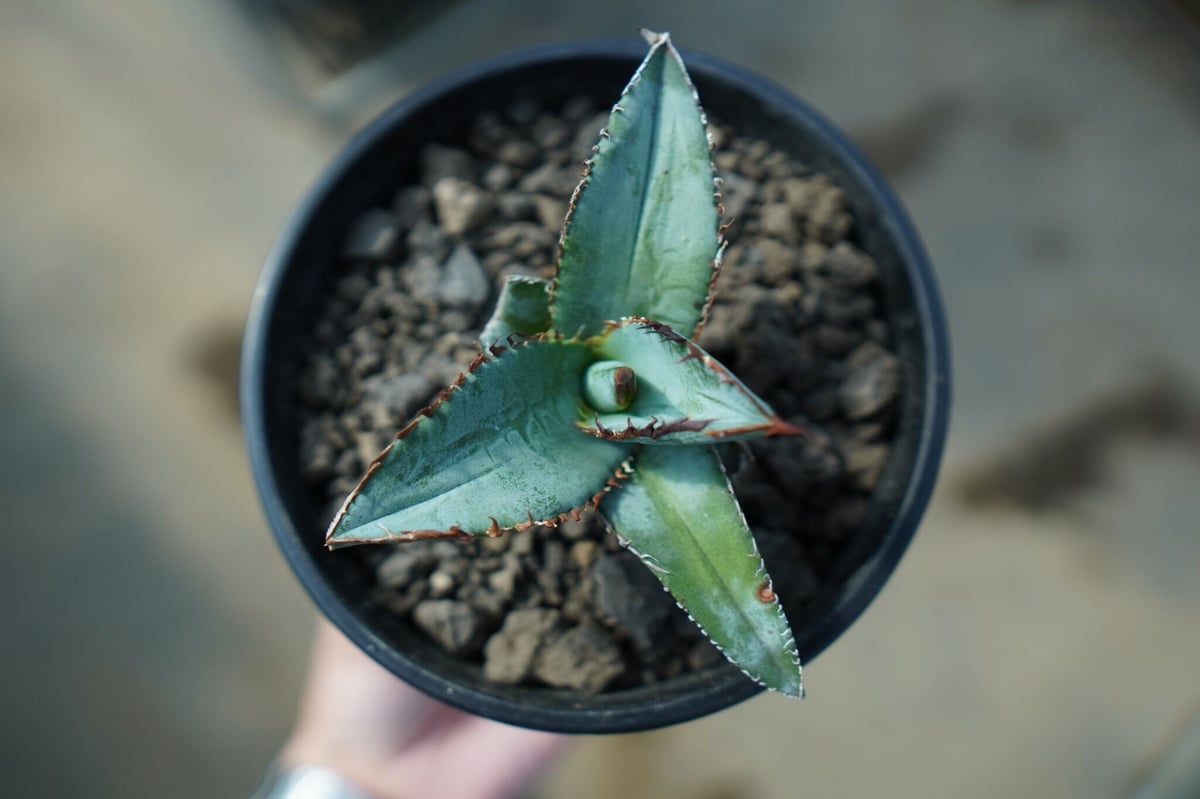 アガベ チタノタ ブルー Agave titanota Blue NO.1 | mana's