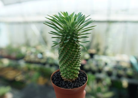 ユーフォルビア　ソテツキリン "パイナップルコーン"　Euphorbia sotetsukirin  No.1