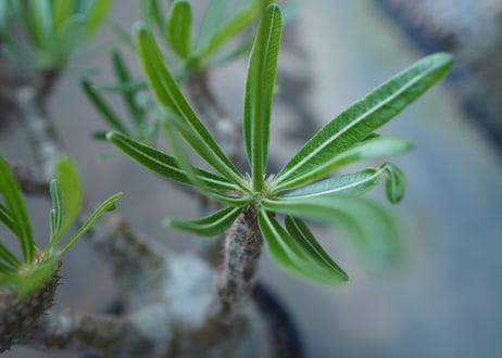 パキポディウム　グラキリス　 Pachypodium Gracilius