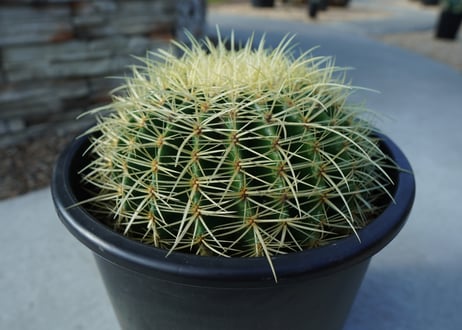金鯱　Echinocactus grusonii No.2