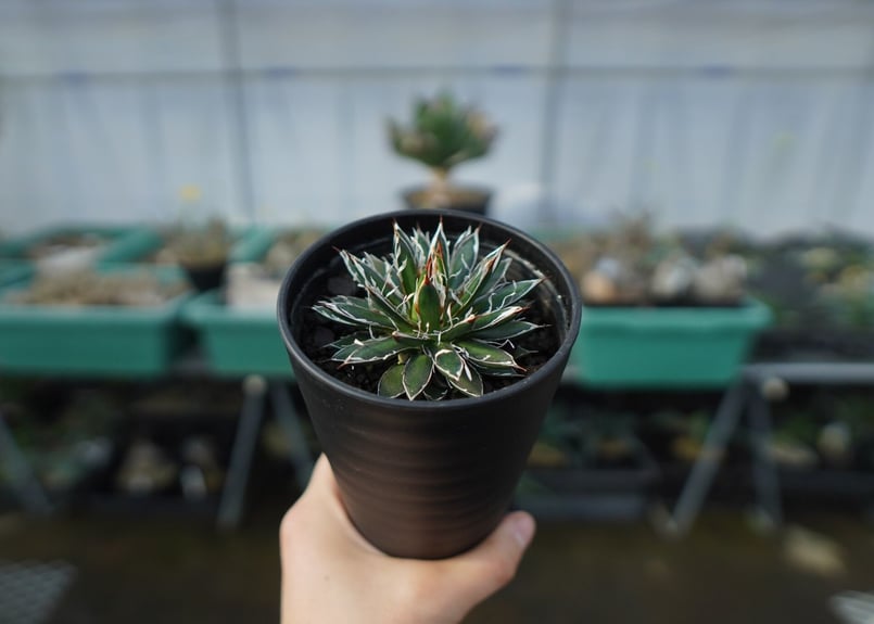 アガベ フィリフェラ シディゲラ agave filifera ssp. schidigera