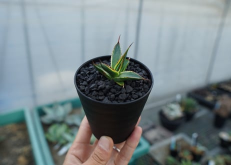 アガベ　サングロー　Agave  Sun Glow